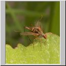 Cnodacophora compsobota - Stelzfliege 01.jpg